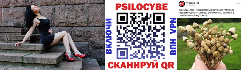 Купить Сенгилей Псилоцибиновые грибы Psilocybe